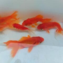 金魚1匹から