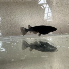 6月末まで，メダカ『オロチ』3匹 雄1雌2の画像