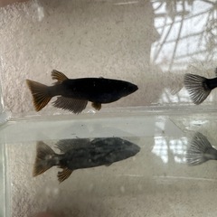 6月末まで，メダカ『オロチ』3匹 雄1雌2の画像