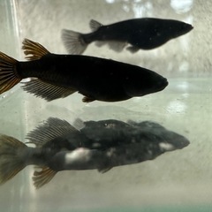 6月末まで，メダカ『オロチ』3匹 雄1雌2の画像