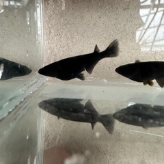 6月末まで，メダカ『オロチ』3匹 雄1雌2の画像