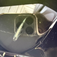 スーパーみゆき　　フルボディーの画像
