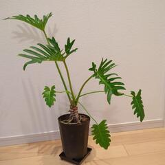 セローム　70センチ　観葉植物