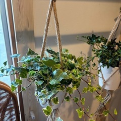 観葉植物③🪴（フラワーハンギング付き）