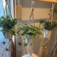 観葉植物③🪴（フラワーハンギング付き）の画像