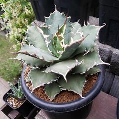 アガベチタノタ白鯨の画像