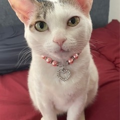 甘えん坊雑種猫 / 4歳 / 超美形