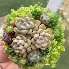 多肉植物セダム寄せ植え