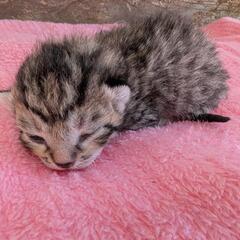 生まれたばかりのキジ柄子猫の里親さんを募集しています