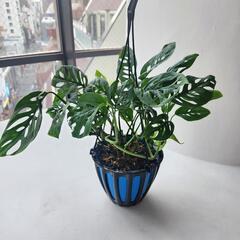 モンステラ　ラニアータ