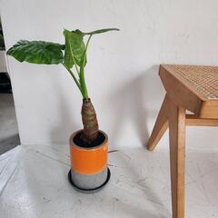 クワズイモ　鉢つき