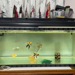 120cm水槽