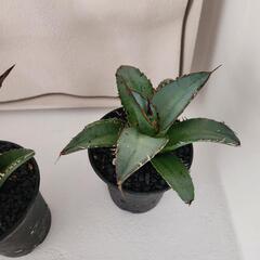 アガベ　オテロイ　2点セットの画像