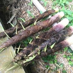 たけのこ