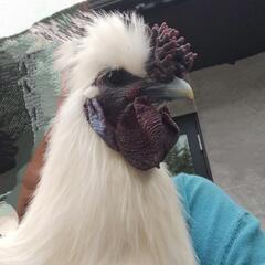 烏骨鶏　オス２羽
