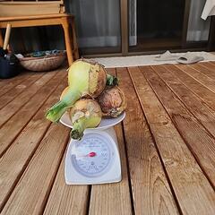 ①無農薬新玉ねぎ。中～大5個(1.5㎏