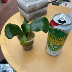 ビカクシダ