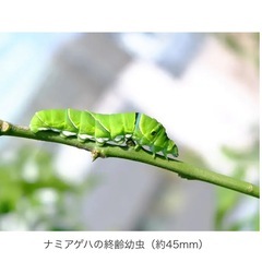 小学校で飼育するアゲハチョウの幼虫をください！
