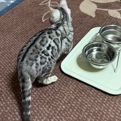 猫 シルバーベンガル 商談中 - 猫