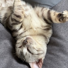 猫 シルバーベンガル 商談中 - 春日市