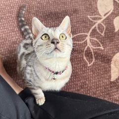 猫 シルバーベンガル 商談中