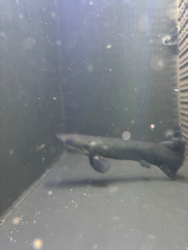 ピラルク生体 熱帯魚 大型魚