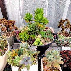 多肉植物　葉挿し用ランダムセット　20枚〜30枚程度の画像