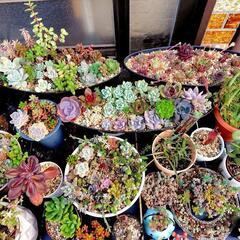多肉植物　葉挿し用ランダムセット　20枚〜30枚程度の画像