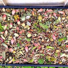 多肉植物　葉挿し用ランダムセット　20枚〜30枚程度