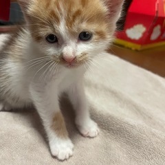 白×茶 こねこ