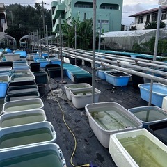 めだかの水換え手伝える方募集