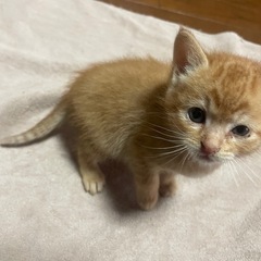 １ヶ月茶こねこ