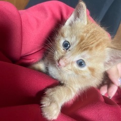 １ヶ月茶こねこ 