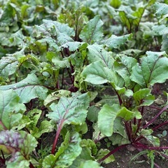 ⓷【愛知県産•農家直送】スーパーフード 奇跡の野菜　ビーツ 1キロ ・#Aichi-Ken beterraba #beet の画像
