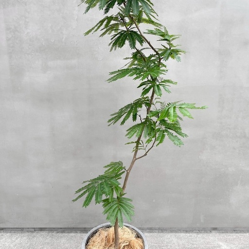 観葉植物 エバーフレッシュ