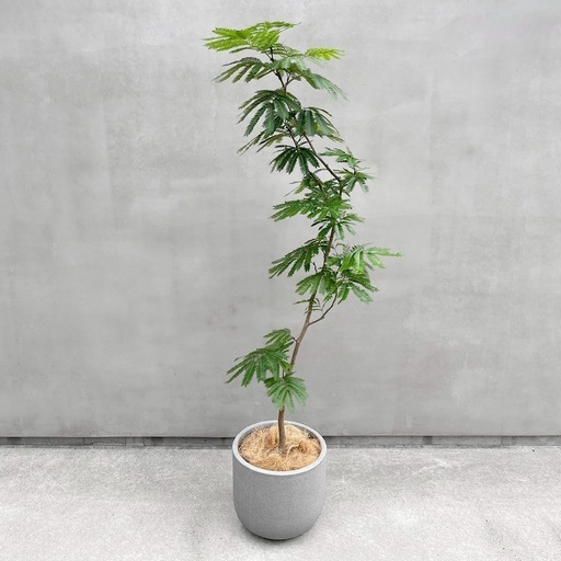 観葉植物 エバーフレッシュ