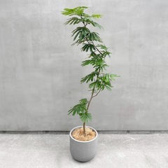 観葉植物 エバーフレッシュ