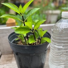 紫陽花チョコチック 園芸花植物ガーデニング