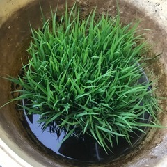 コシヒカリ苗