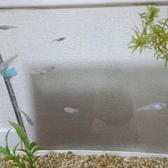 メダカ　深海　三匹の画像