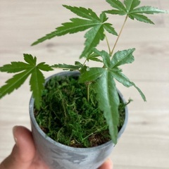 ミニ紅葉