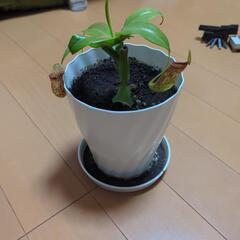 食虫植物　ウツボカヅラ