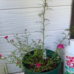 ミニ薔薇の画像