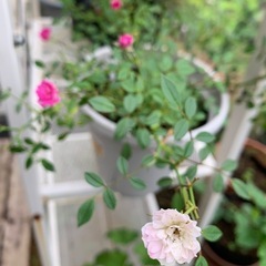 ミニ薔薇