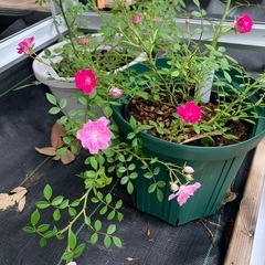 ミニ薔薇の画像