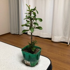 花キリン
