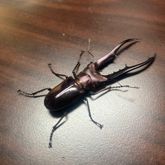 パープル系メタリフェルホソアカクワガタ　成虫ペア②の画像
