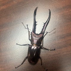 パープル系メタリフェルホソアカクワガタ　成虫ペア②の画像