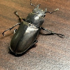 パープル系メタリフェルホソアカクワガタ　成虫ペア②の画像
