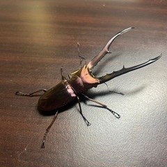 パープル系メタリフェルホソアカクワガタ　成虫ペア①の画像